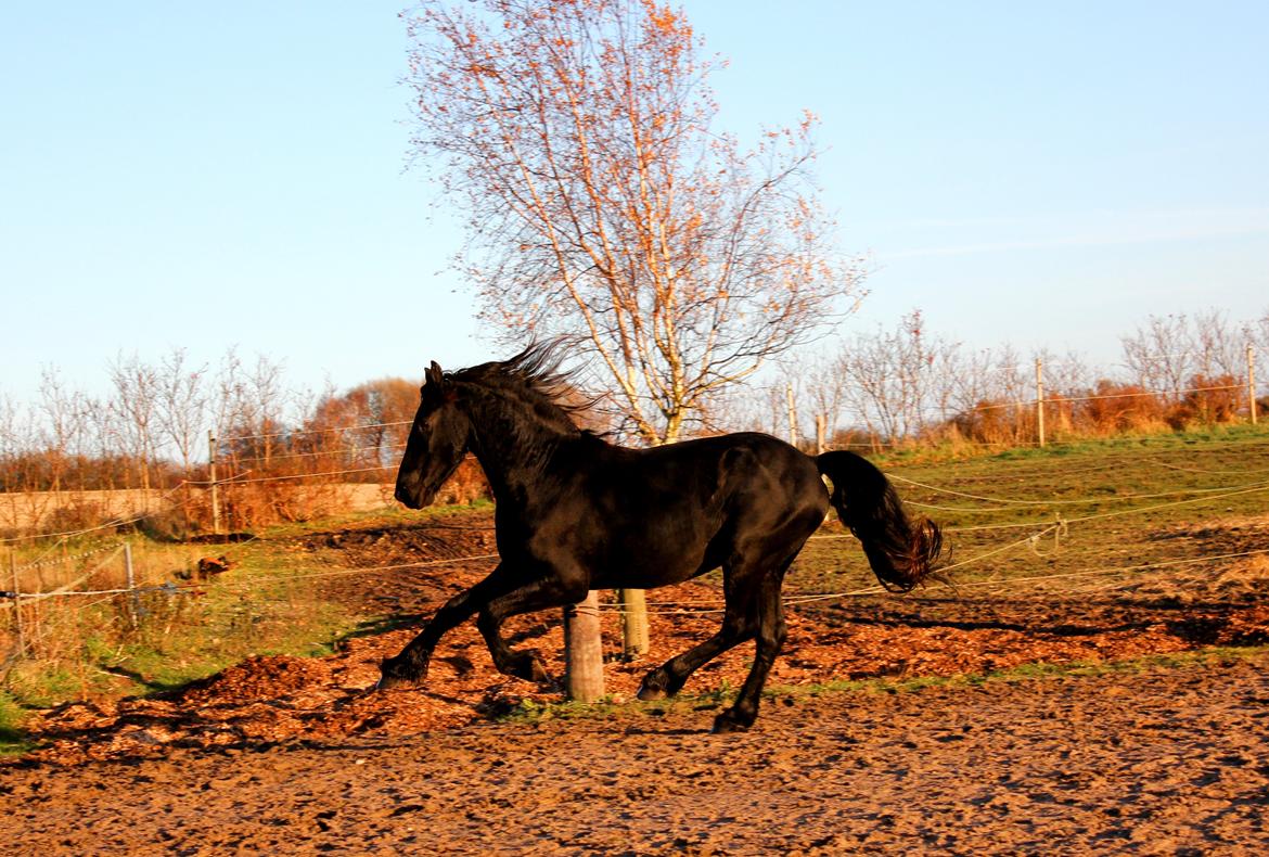 Frieser Gandalf af Dandanell billede 14