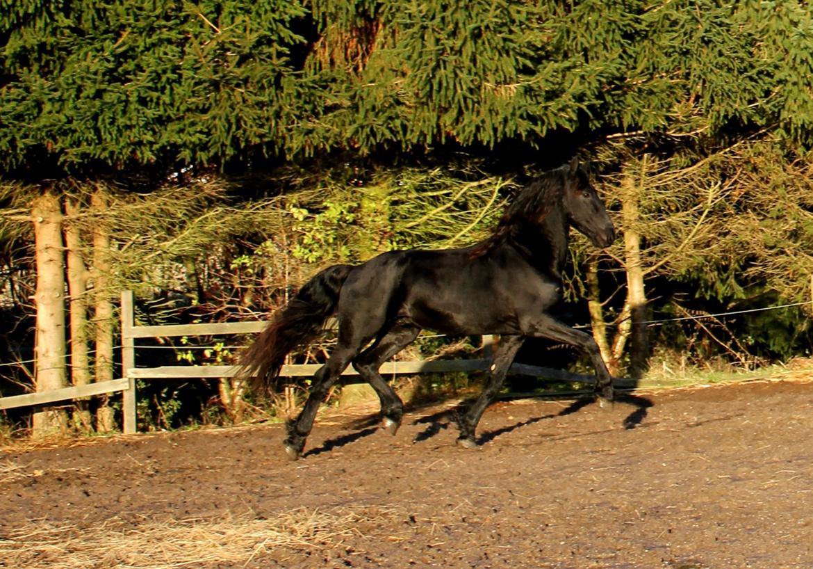 Frieser Gandalf af Dandanell billede 15