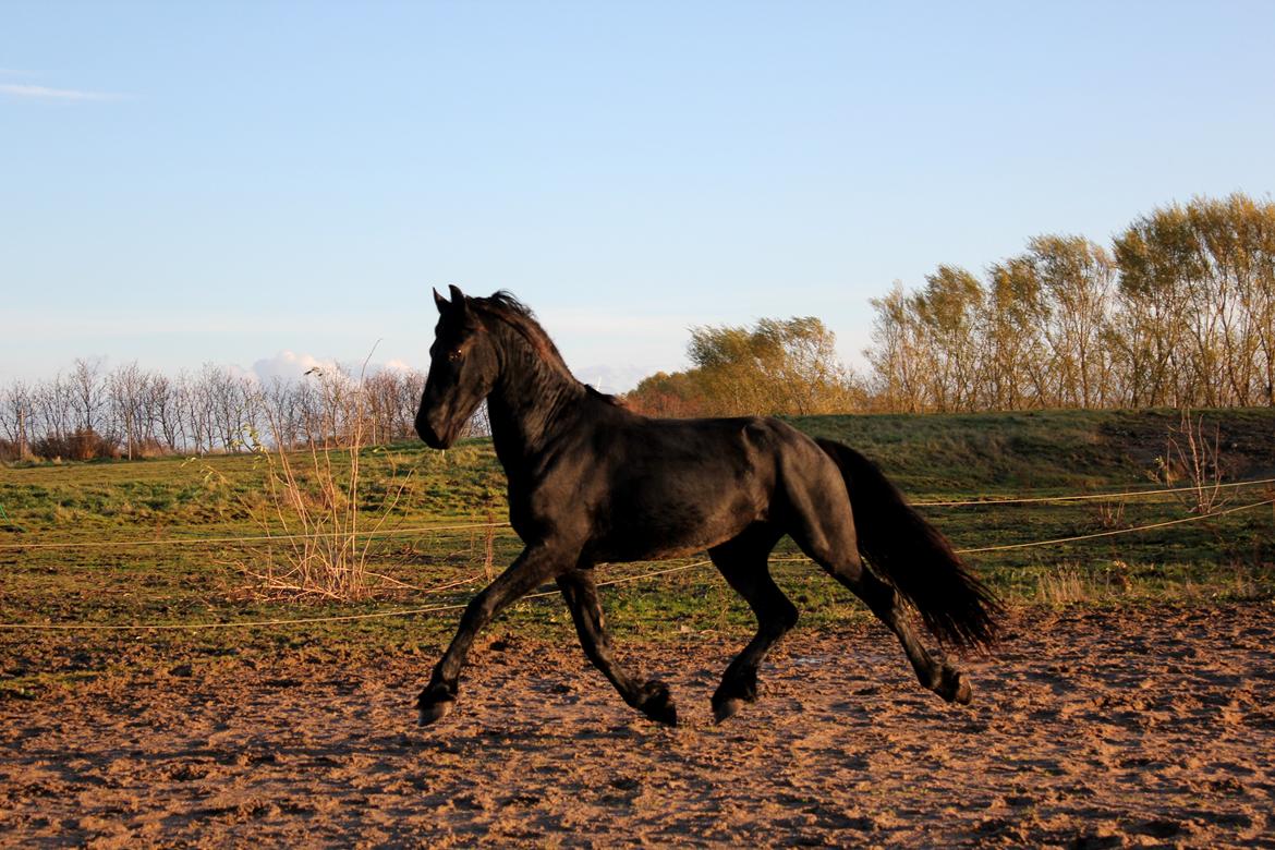Frieser Gandalf af Dandanell billede 17