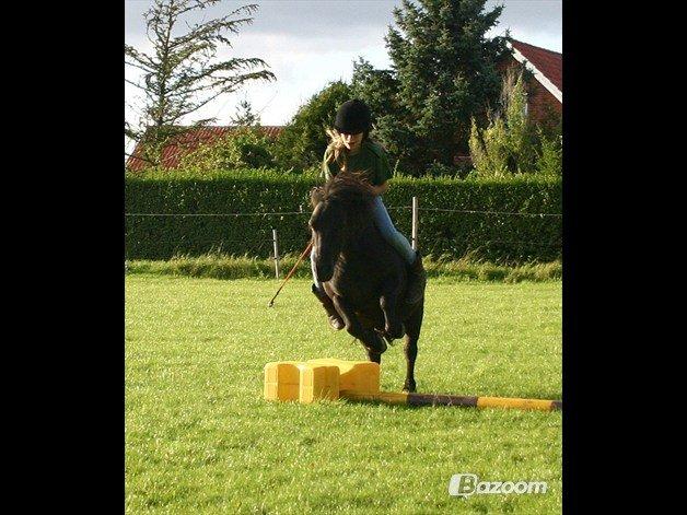 Shetlænder Blackie - Blackie er rigtig god til at springe! billede 18