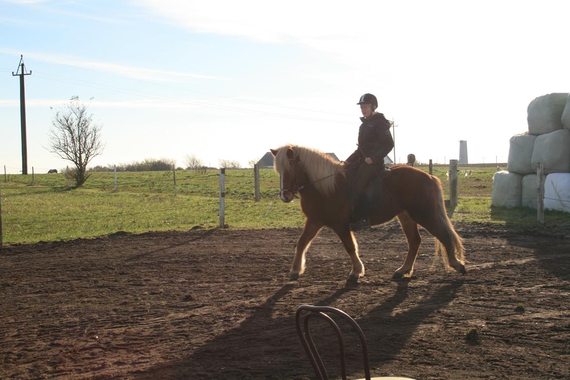 Islænder Hrisla fra Ulvkjær billede 5