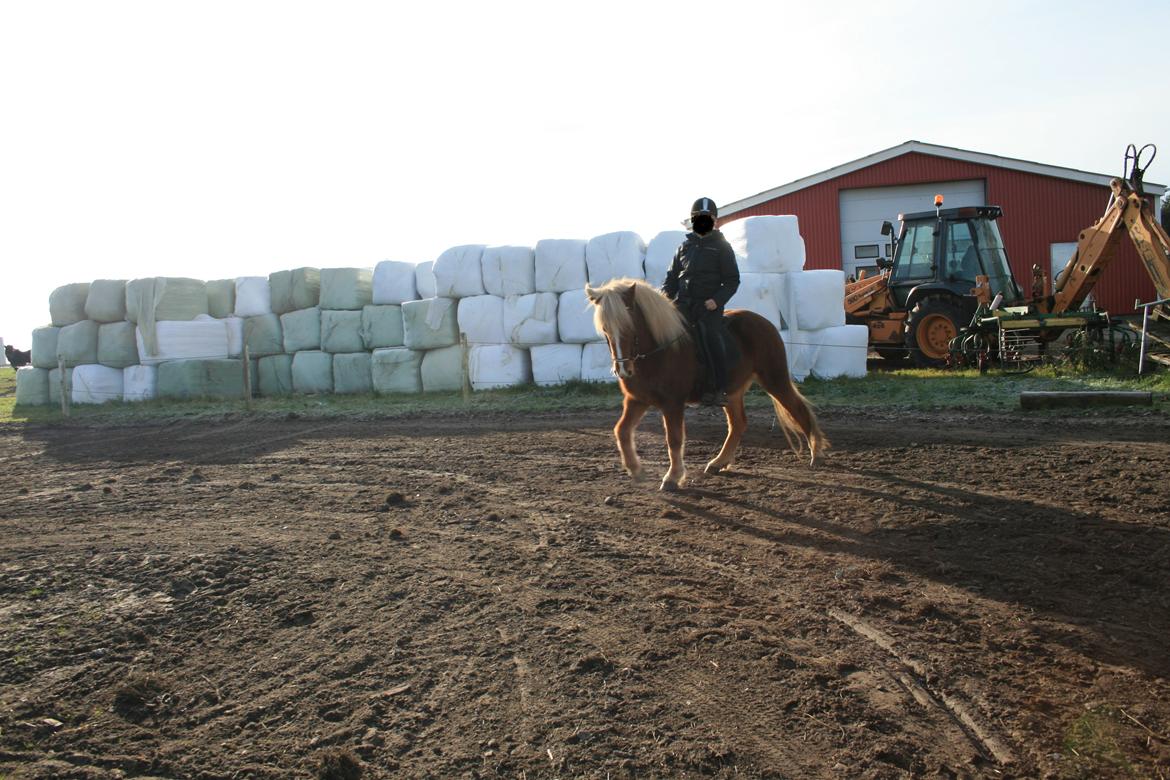 Islænder Hrisla fra Ulvkjær billede 6