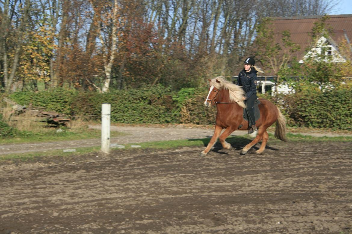 Islænder Hrisla fra Ulvkjær - whoever said that diamonds are a girl's best friend, never owned a horse <3 billede 9