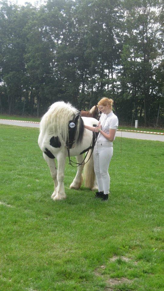 Irish Cob Blue Floridor - Jeg og Blue, ved at være klar til bedømmelse. St. hestedag 2012 billede 15