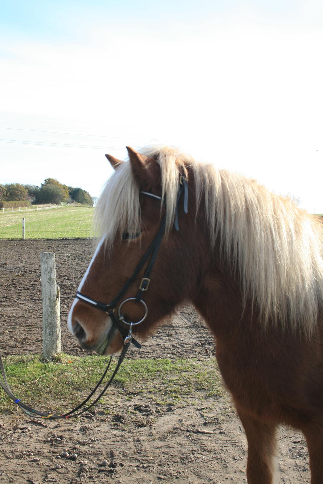 Islænder Hrisla fra Ulvkjær billede 7