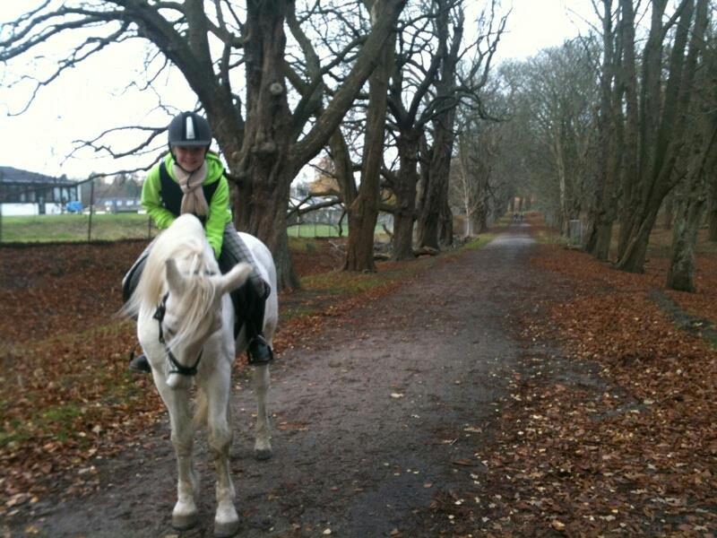 Connemara Flash Point - flotte ;) billede 7
