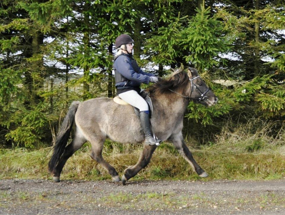 Islænder Ála fra Gåsehavegaard  - Ála som ride hest :D billede 13