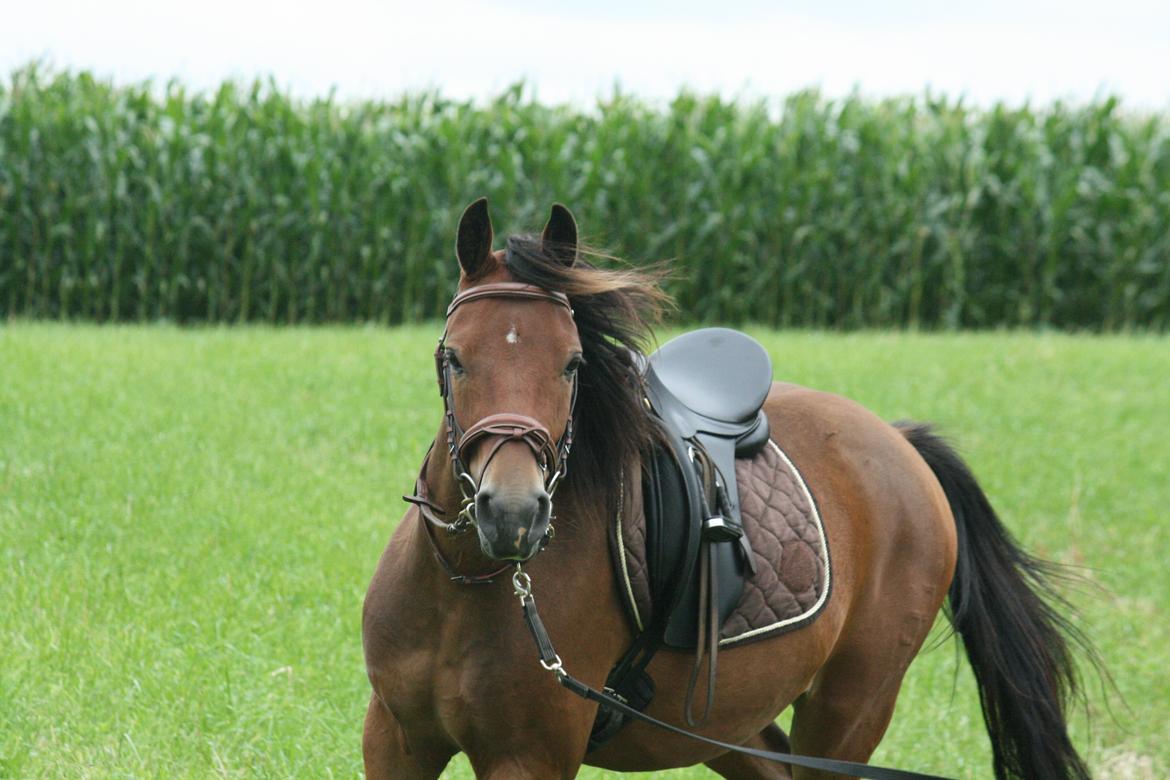 Pinto Dark Daimond<3 billede 3