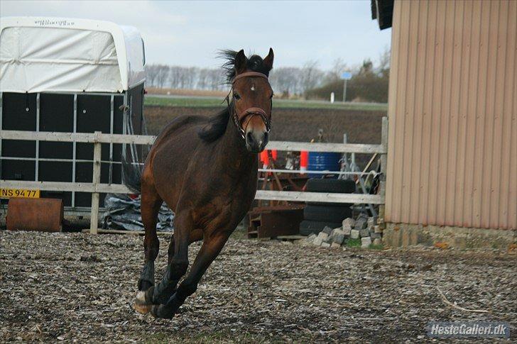 Pinto Dark Daimond<3 billede 8