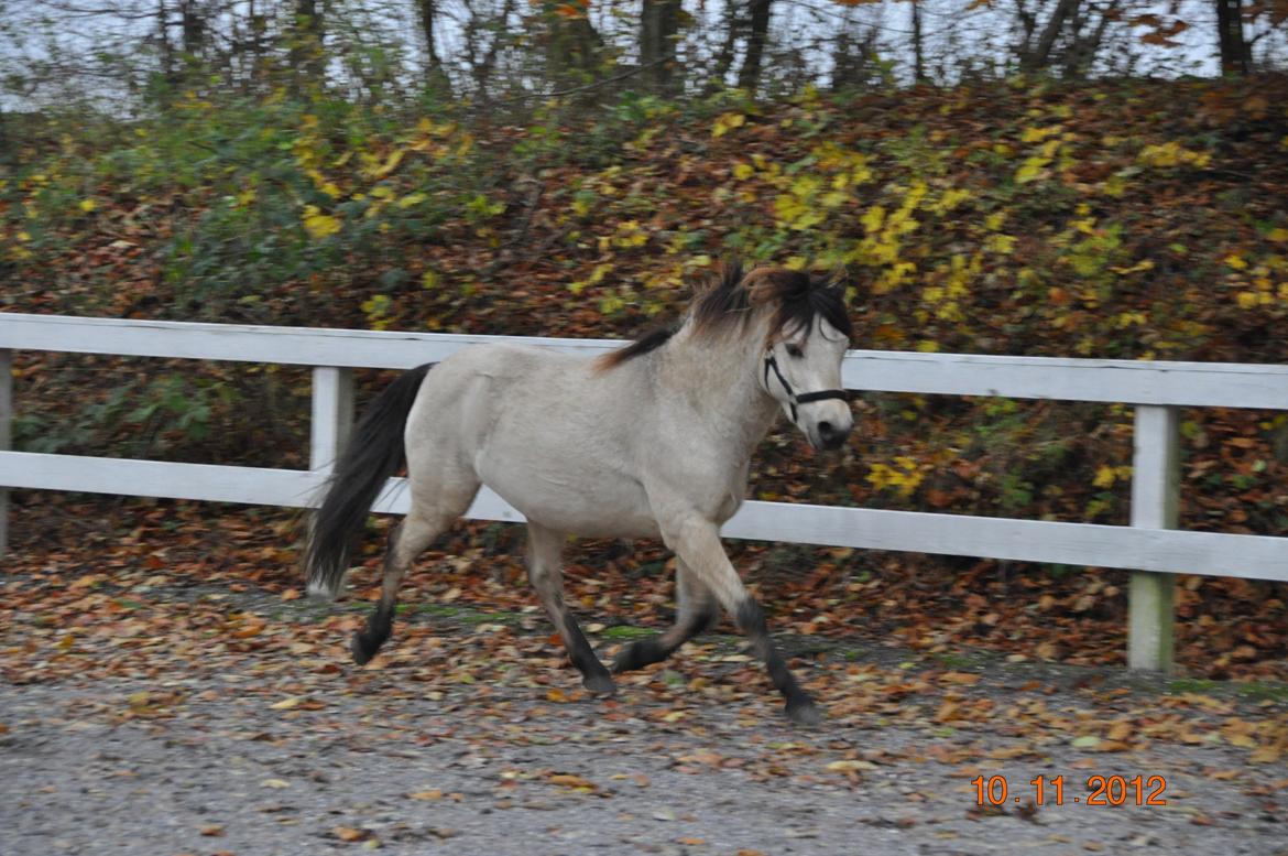 Gotlandsruss Så Tuff JSA 666 - Så Tuff JSA 666 billede 1