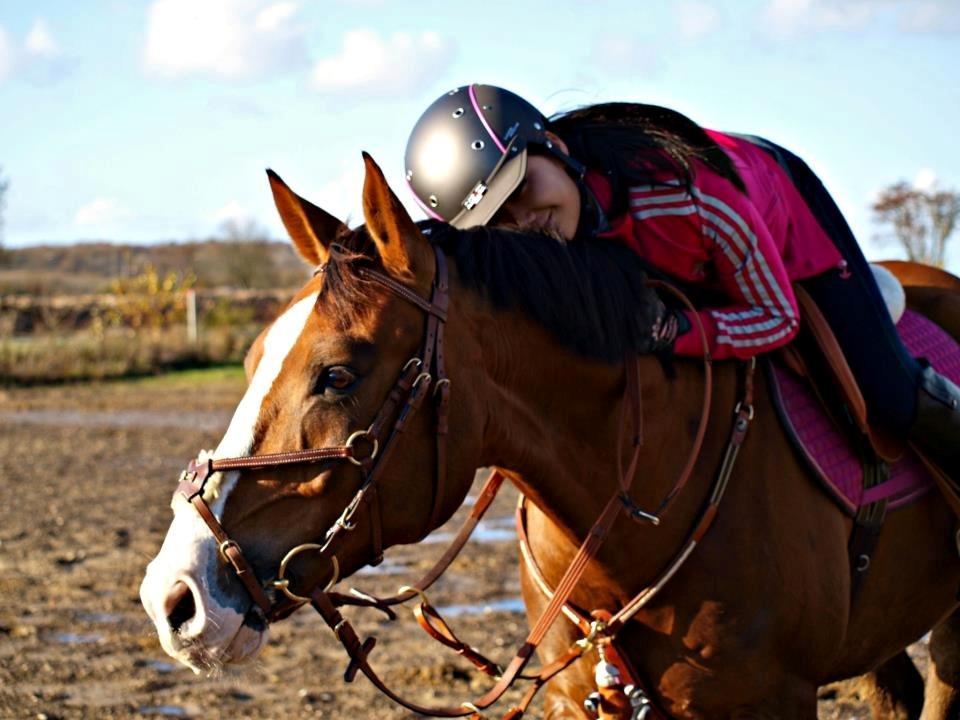 Tysk Sportspony Artos B-pony - ELSKER dig ! <3 billede 39