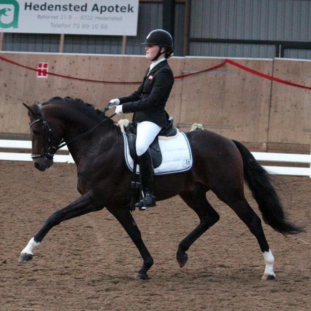 Welsh Partbred (Sec F) Bjerregårds Mozart - Landstævne Hedensted 2012 billede 3