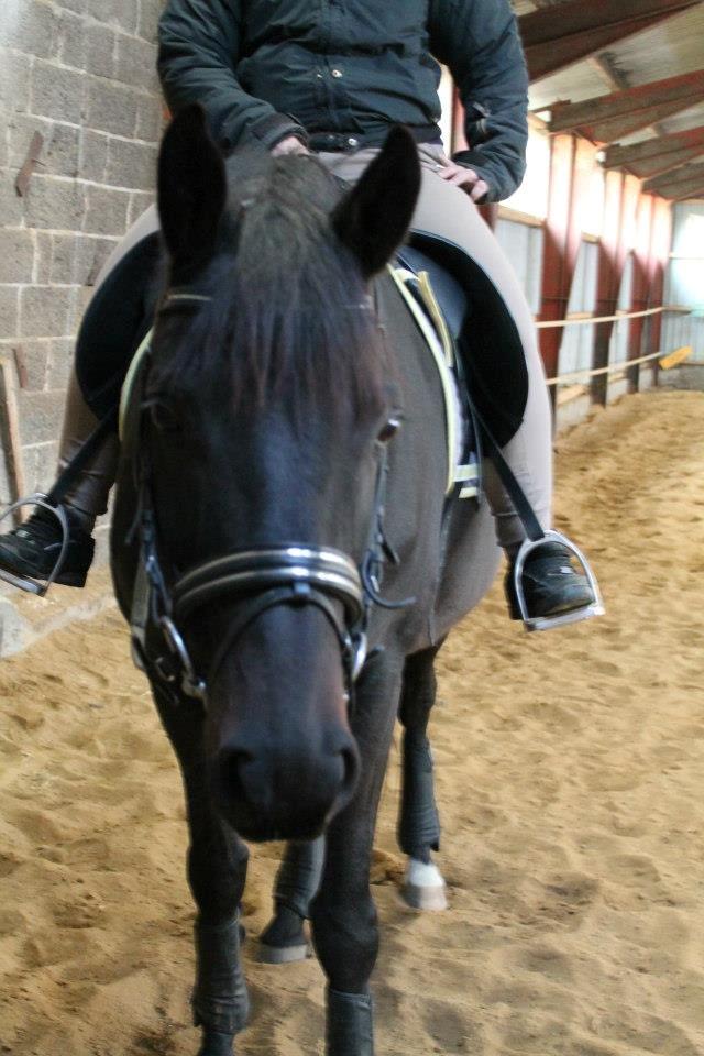 Trakehner Gozet baron SOLGT billede 15