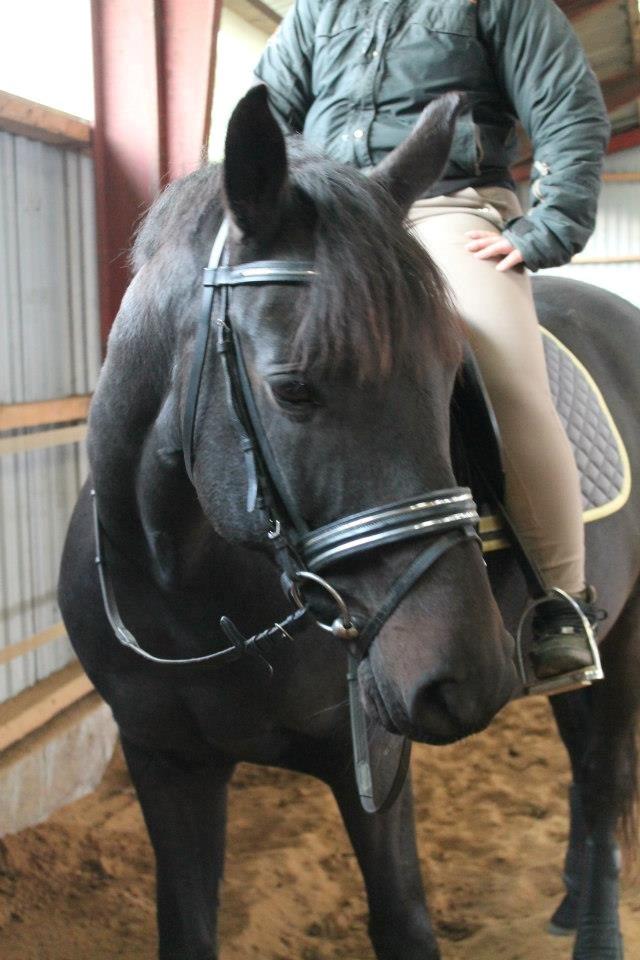 Trakehner Gozet baron SOLGT billede 16