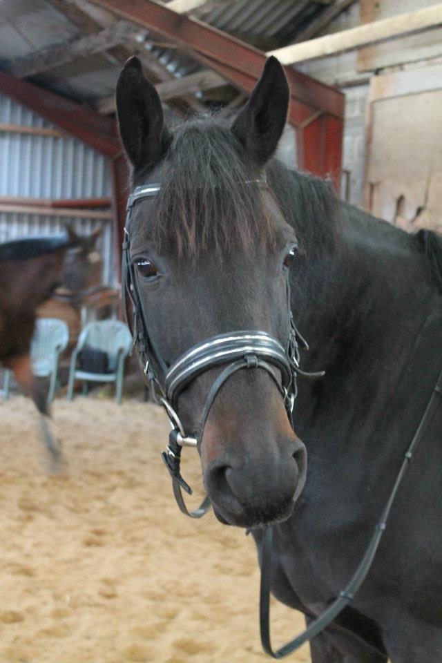 Trakehner Gozet baron SOLGT billede 17