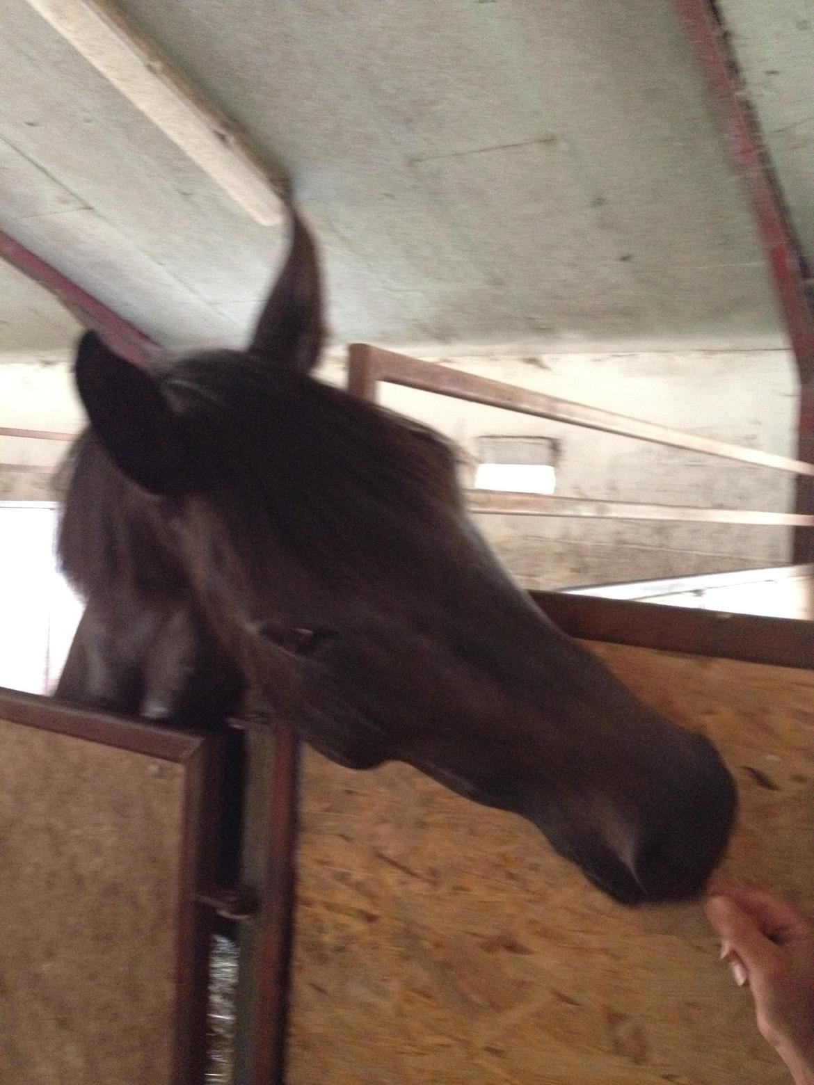 Trakehner Gozet baron SOLGT billede 18