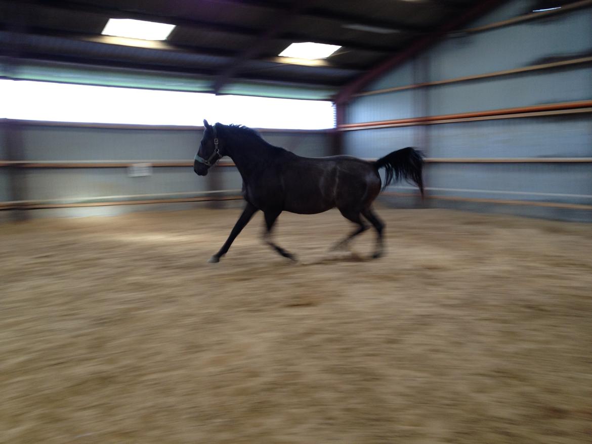 Trakehner Gozet baron SOLGT billede 19