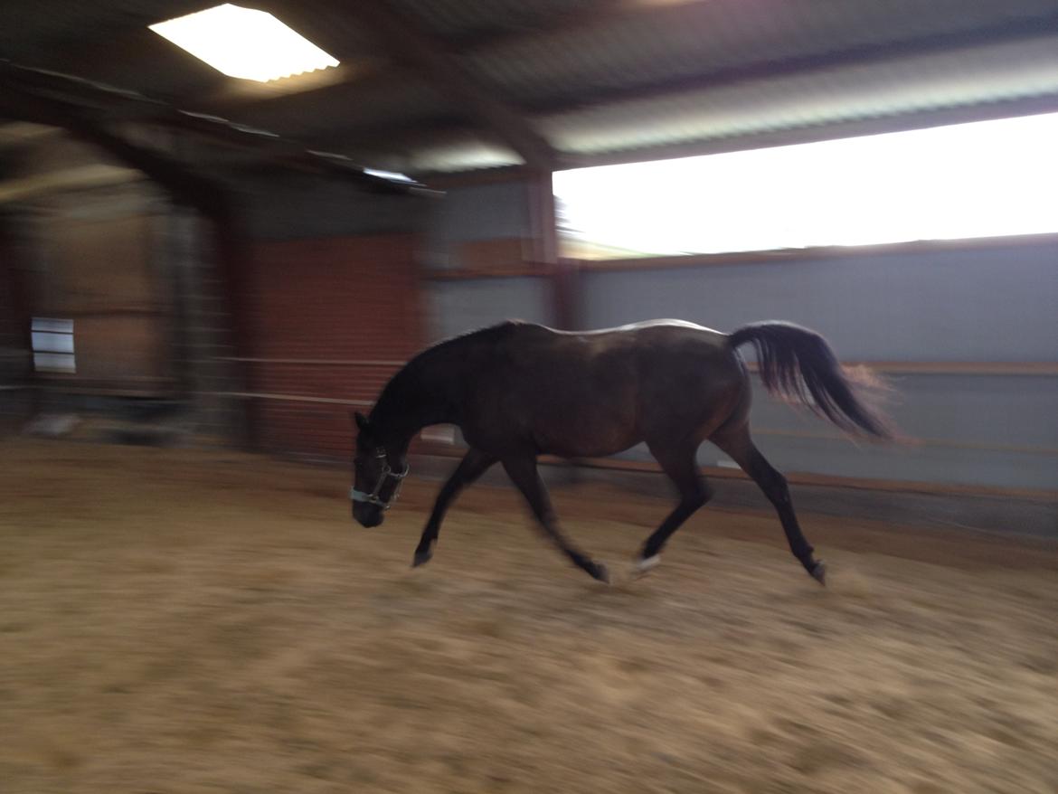 Trakehner Gozet baron SOLGT billede 20