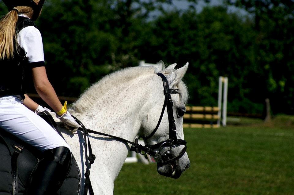 Anden særlig race Kondi - A PONY billede 8