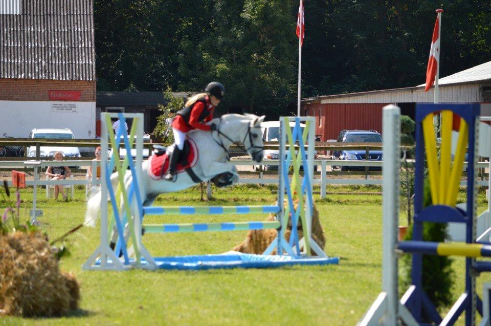 Anden særlig race Kondi - A PONY - Dejlige KONDI nr. 2 i mesterskab billede 1