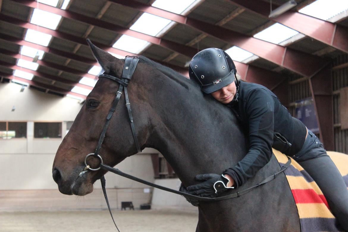 Dansk Varmblod Baunehøjens Lussac billede 12