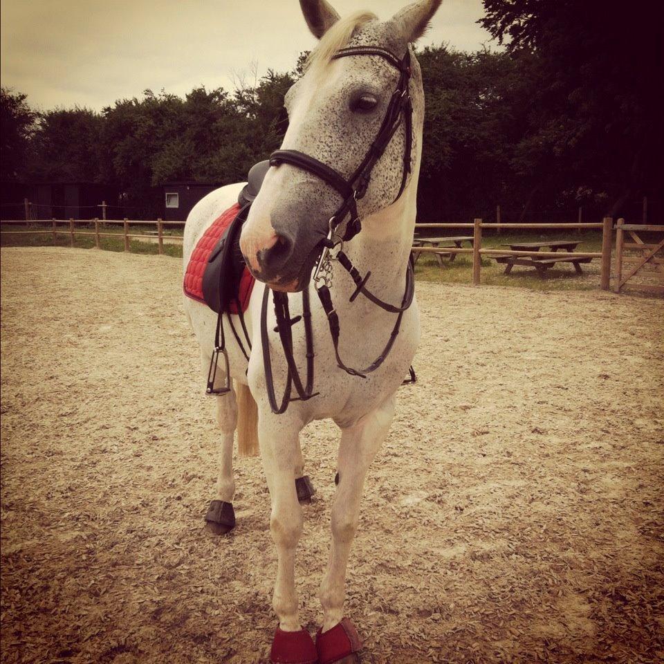 Sportsaraber (A) Søgaardens Magic Spirit billede 13