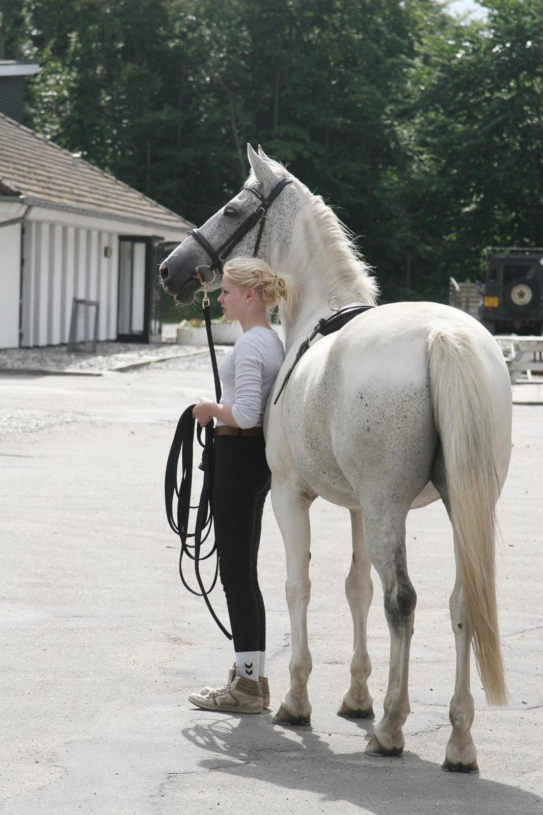 Sportsaraber (A) Søgaardens Magic Spirit - smid en bedømmelse !:-) billede 18