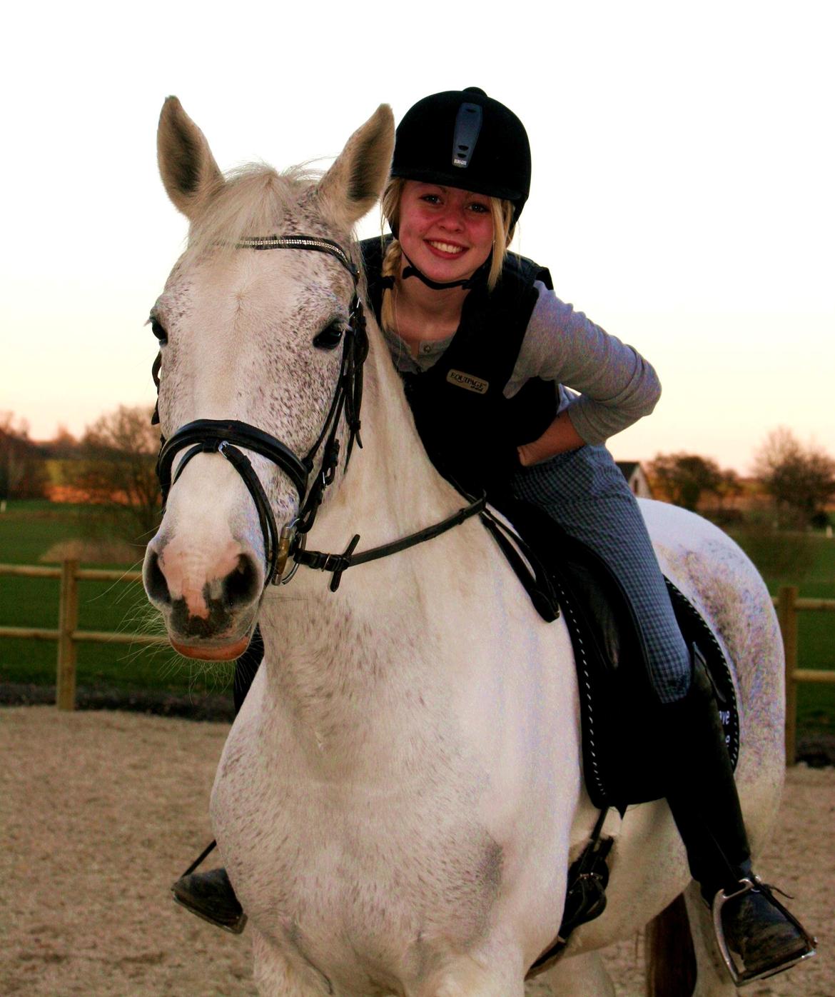 Sportsaraber (A) Søgaardens Magic Spirit billede 14