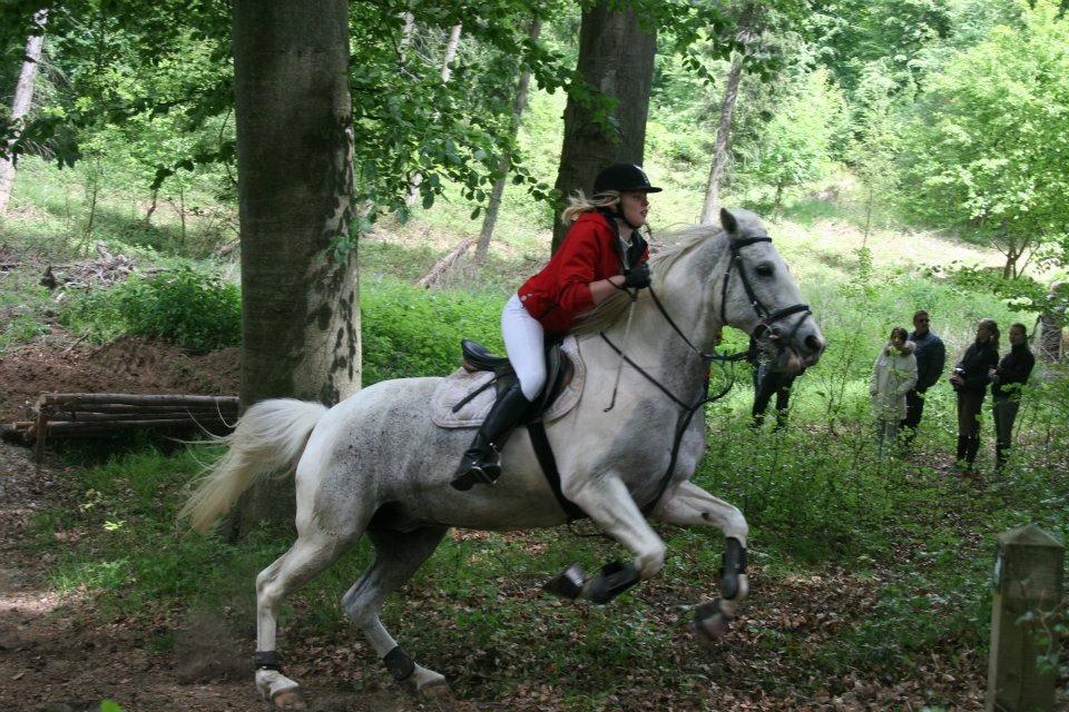 Sportsaraber (A) Søgaardens Magic Spirit billede 15