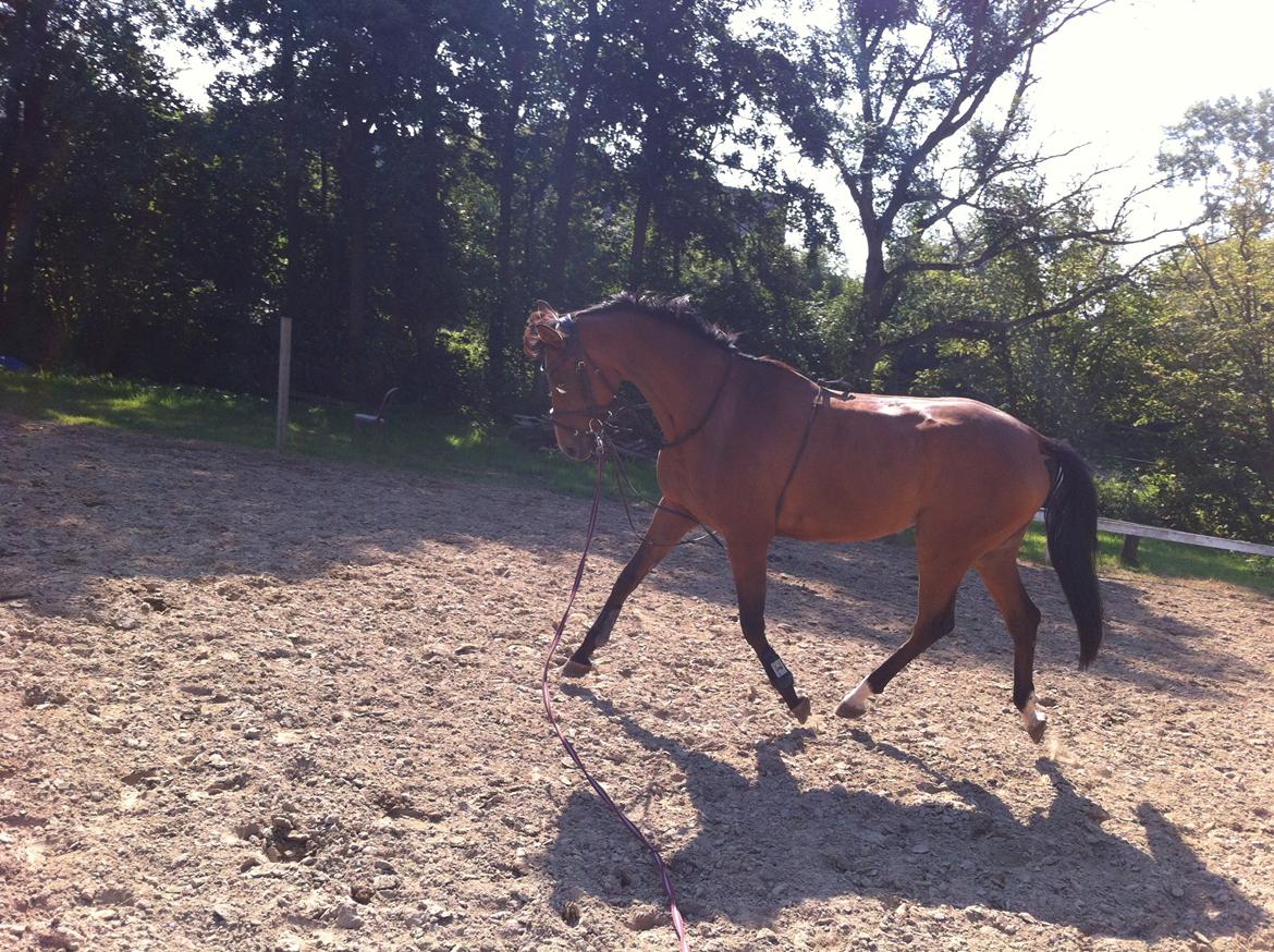 Dansk Varmblod Munknæss Aya-costa billede 12