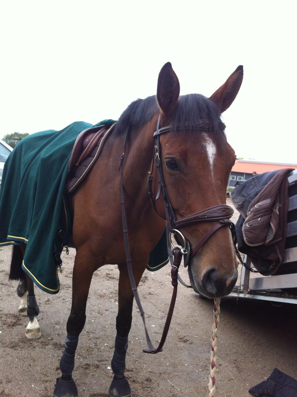 Dansk Varmblod Munknæss Aya-costa - smukke aya, til hendes første stævne i byen. billede 13