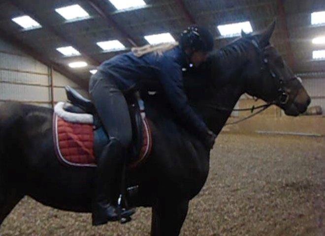 Holstener Columbus B - Så dejlig han er den lille :)<3 billede 7