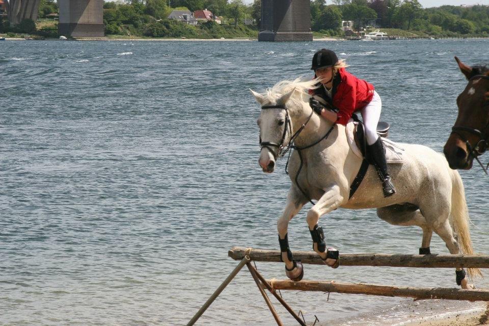Sportsaraber (A) Søgaardens Magic Spirit billede 16