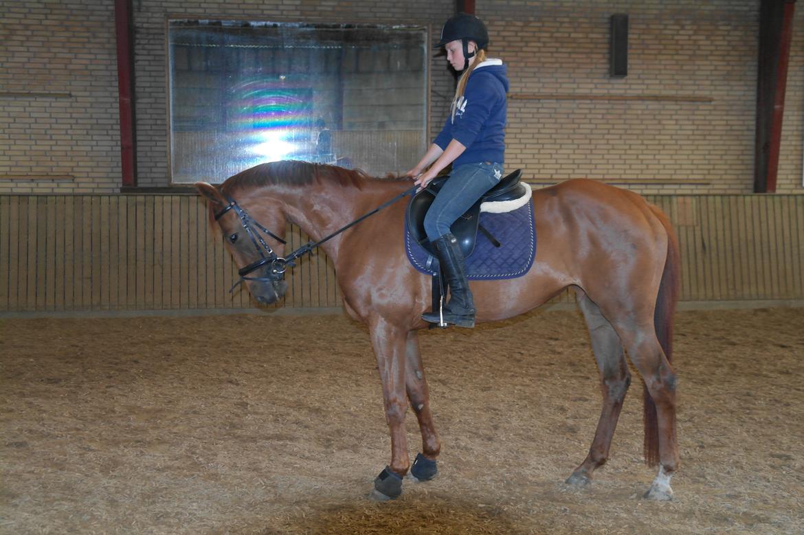 Dansk Varmblod Østmarks Mia - Hun bliver så fin :) billede 3