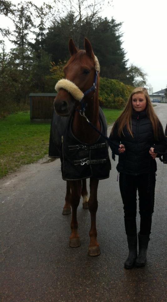 Dansk Varmblod Østmarks Mia - Hun bliver så stor min lille baby <3 billede 11