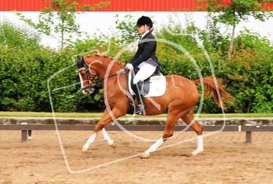 Hollandsk Sportspony Fireball B-Pony - Du har virkelig bevist at drømme kan blive til virkelighed <3<3  billede 15