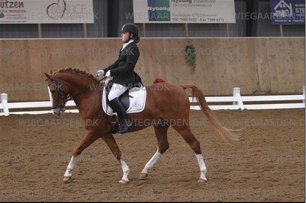 Hollandsk Sportspony Fireball B-Pony - Første distriktstævne La1 til 68%
- Tak fordi altid kæmper<3 billede 8