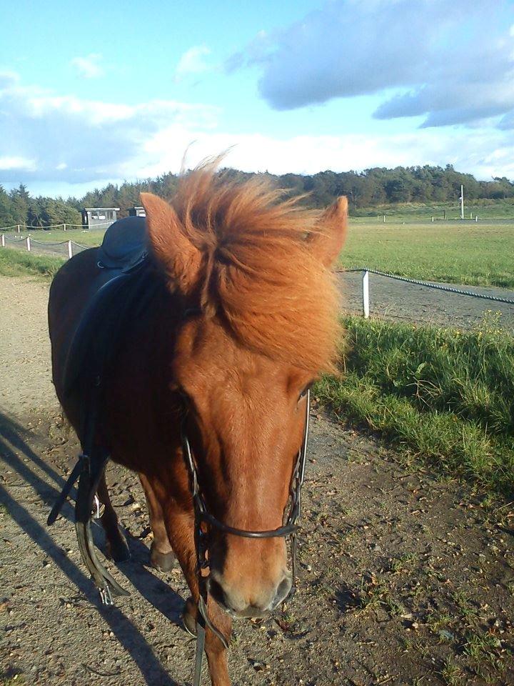 Islænder Mysla f. Hasselholt! billede 8