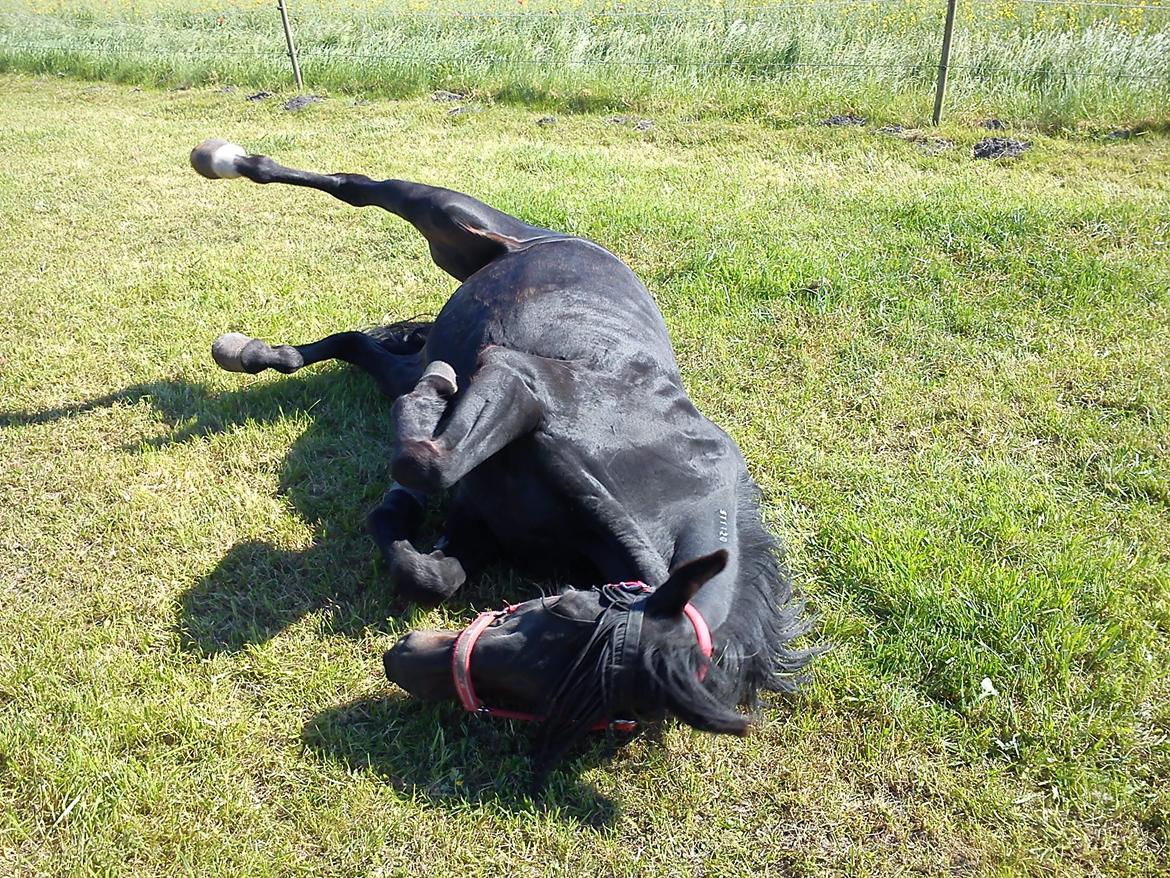 Traver ~Nathaly Prophet~ Medera (Dronningen) billede 26