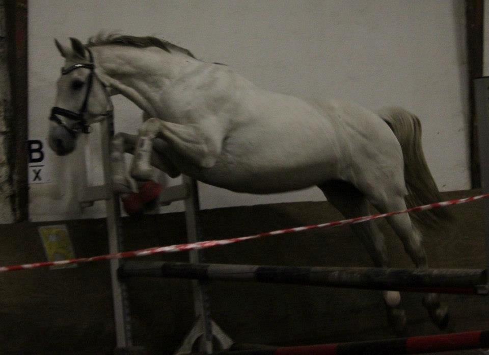 Dansk Varmblod Corland IV billede 17