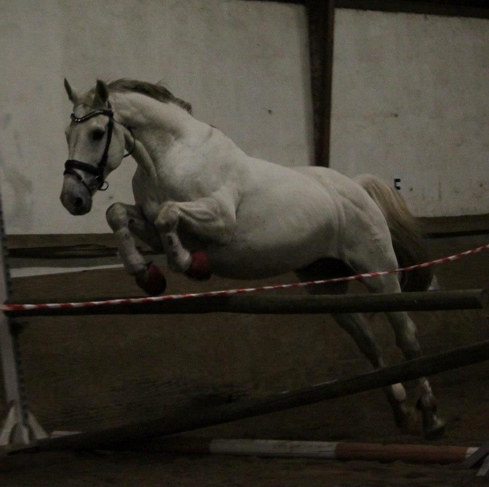 Dansk Varmblod Corland IV billede 18