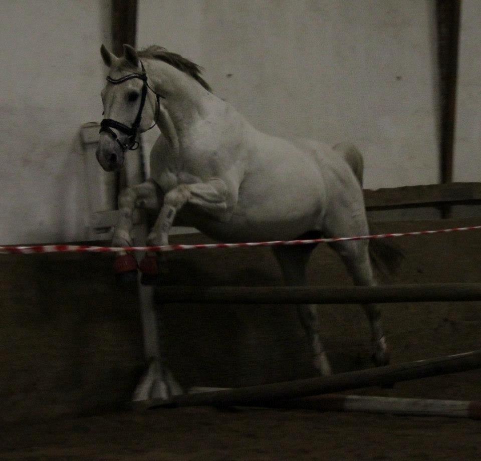 Dansk Varmblod Corland IV billede 19