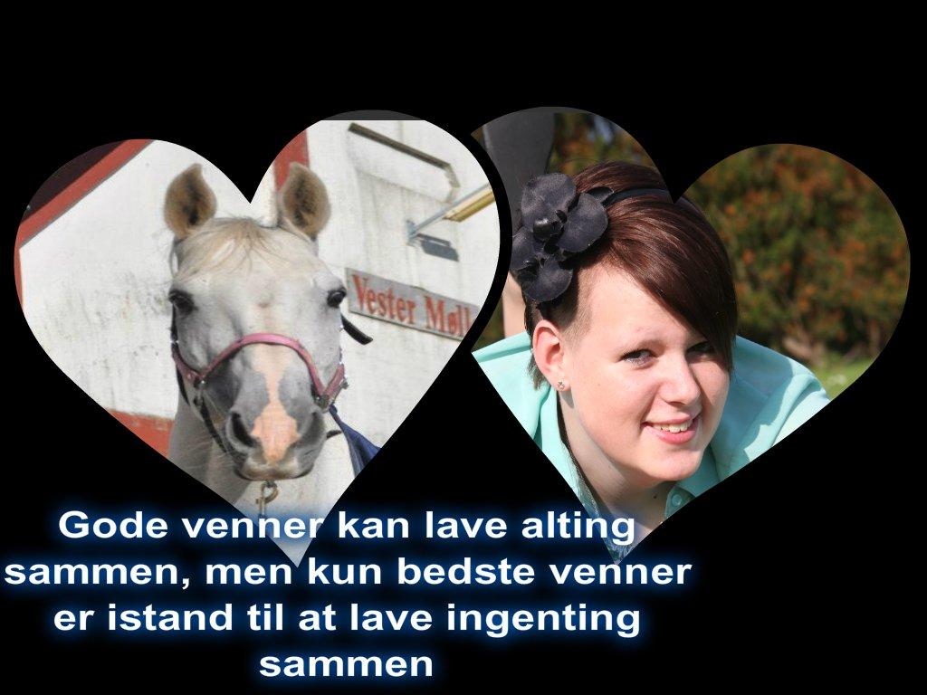 Dansk Varmblod Corland IV billede 2