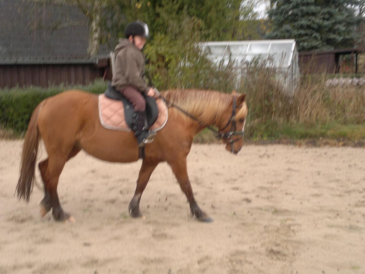 Anden særlig race Poppelgaardens Golden Cilli - Første gang han ride hende uden der er nogen der har fat i hende :-) d.10/11-12 billede 3