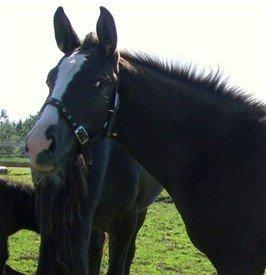 Knabstrupper Havens Bellis - Bellis som lille føllebølle :-)
 billede 3