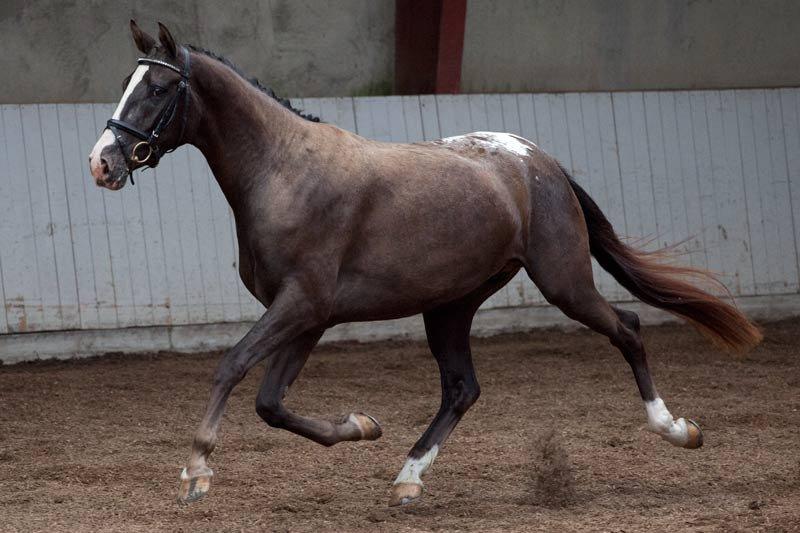 Knabstrupper Havens Bellis - Til kåring.
 billede 9