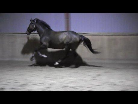 Dansk Varmblod Las-Vegas-EM - Løsspring d. 12-11-2012 billede 6