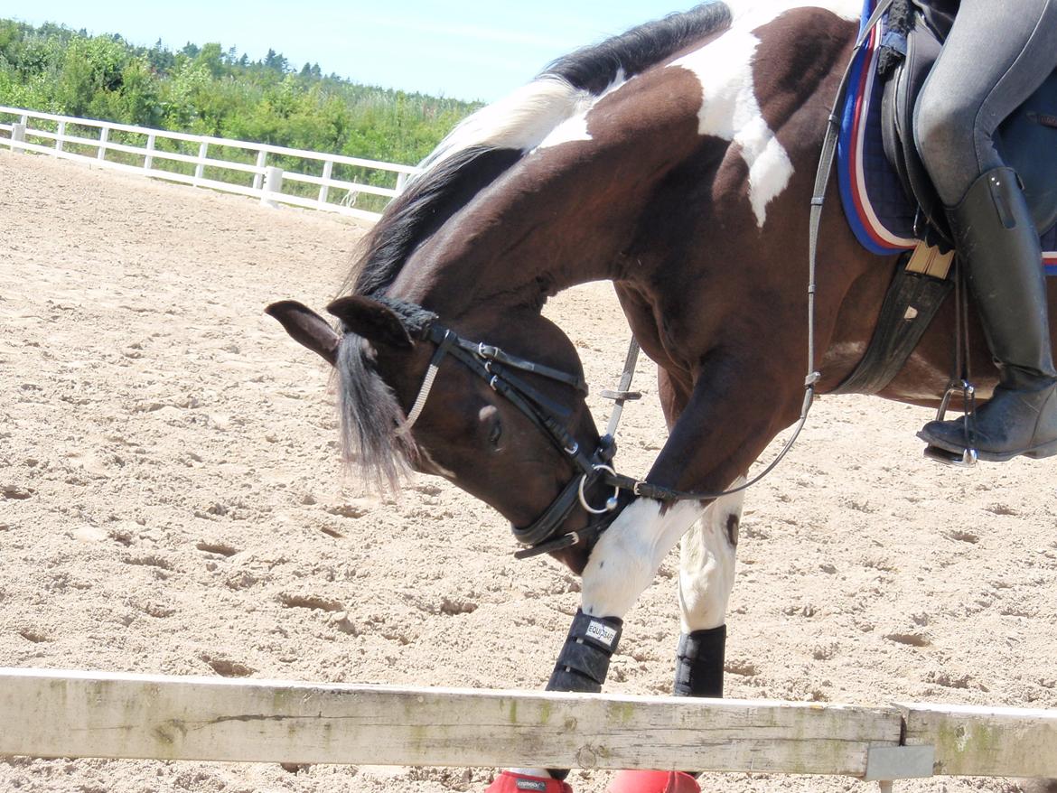 Amerikansk Paint Pony Expensive Spot - Dyrebar plet billede 5