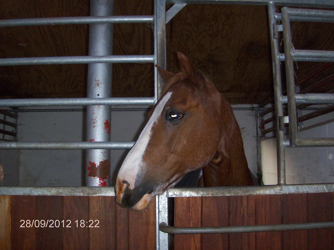 Pinto Tikana - nåår så sød<33! billede 8