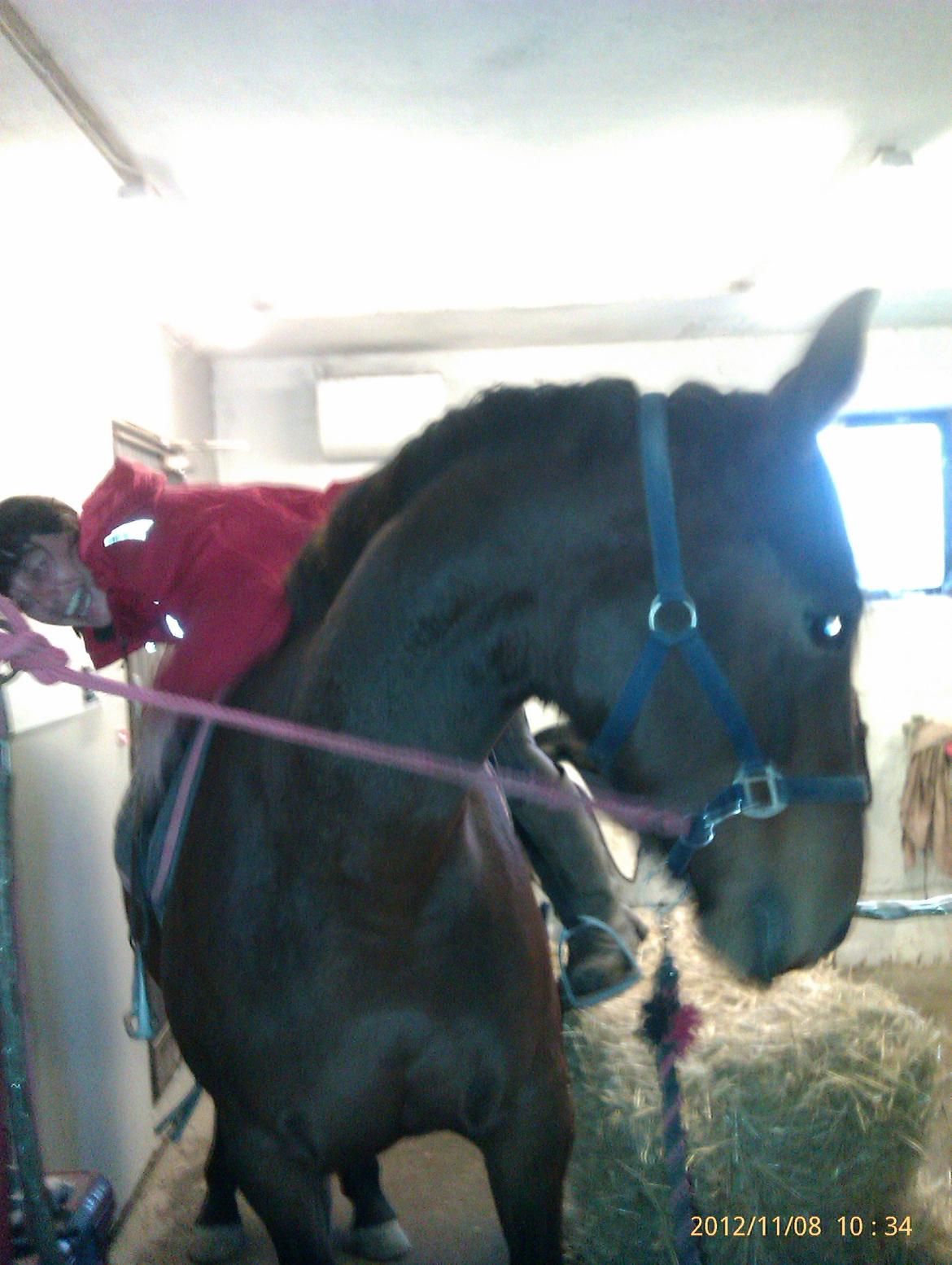 Anden særlig race Babe - Tina der ligger på Babe for første gang =) billede 19